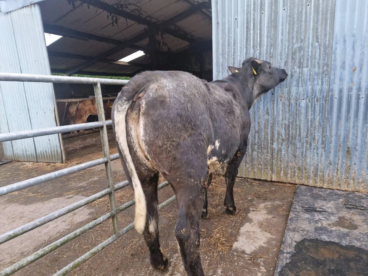 Breeding heifer 5 star rating - Image 1