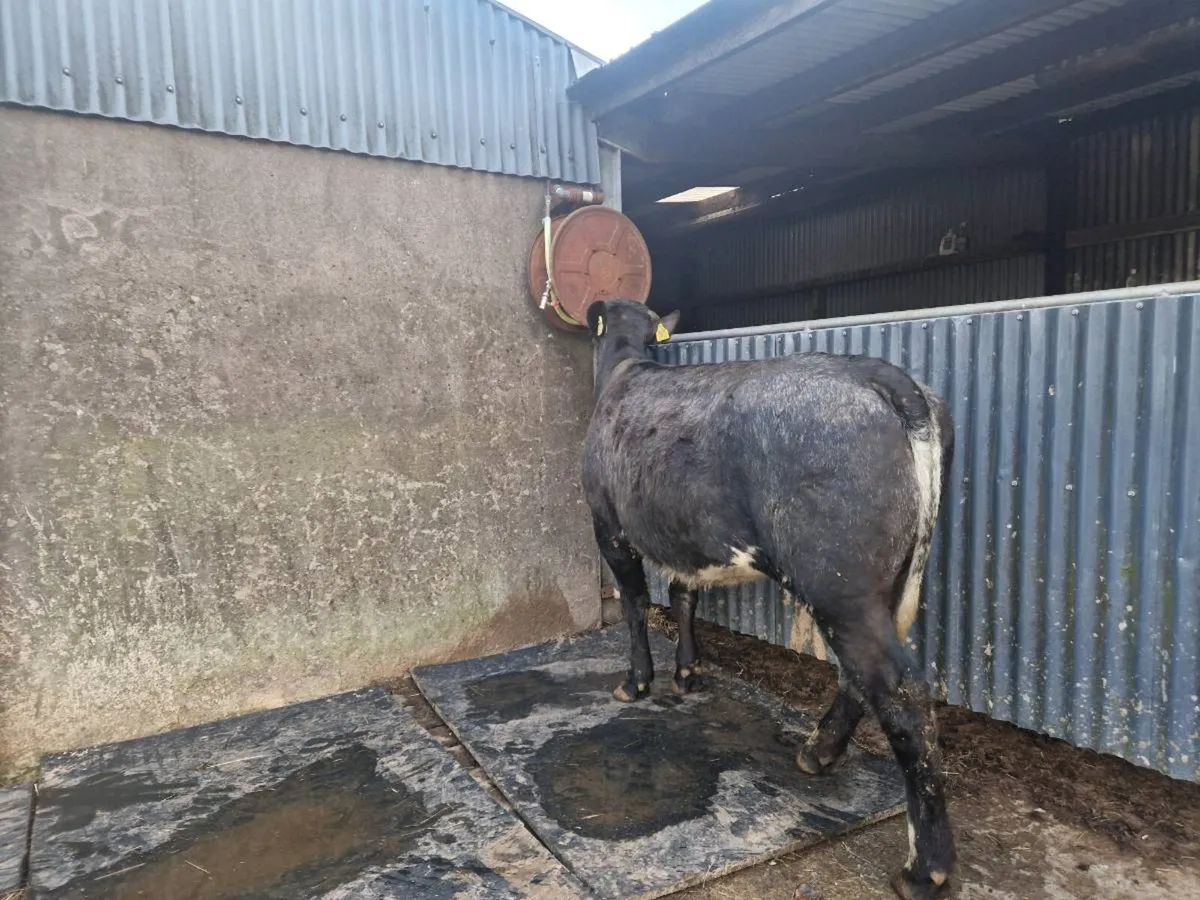 Breeding heifer 5 star rating - Image 2