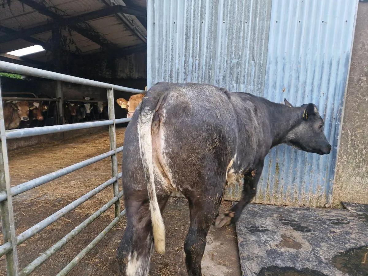 Breeding heifer 5 star rating - Image 3