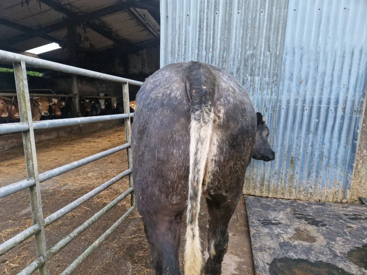 Breeding heifer 5 star rating - Image 4