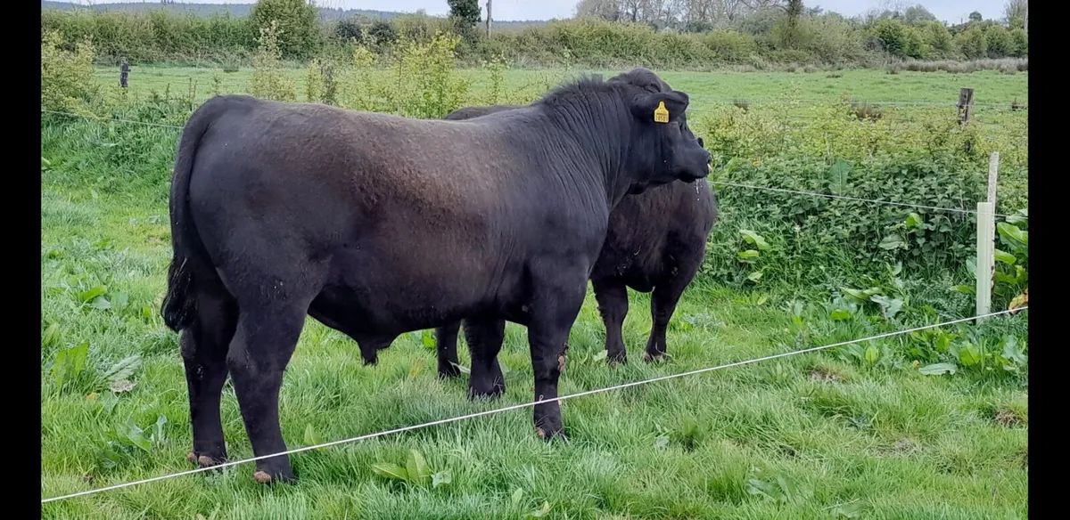 Angus Bulls - Image 2
