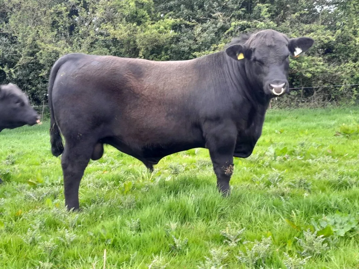 Angus Bulls - Image 1