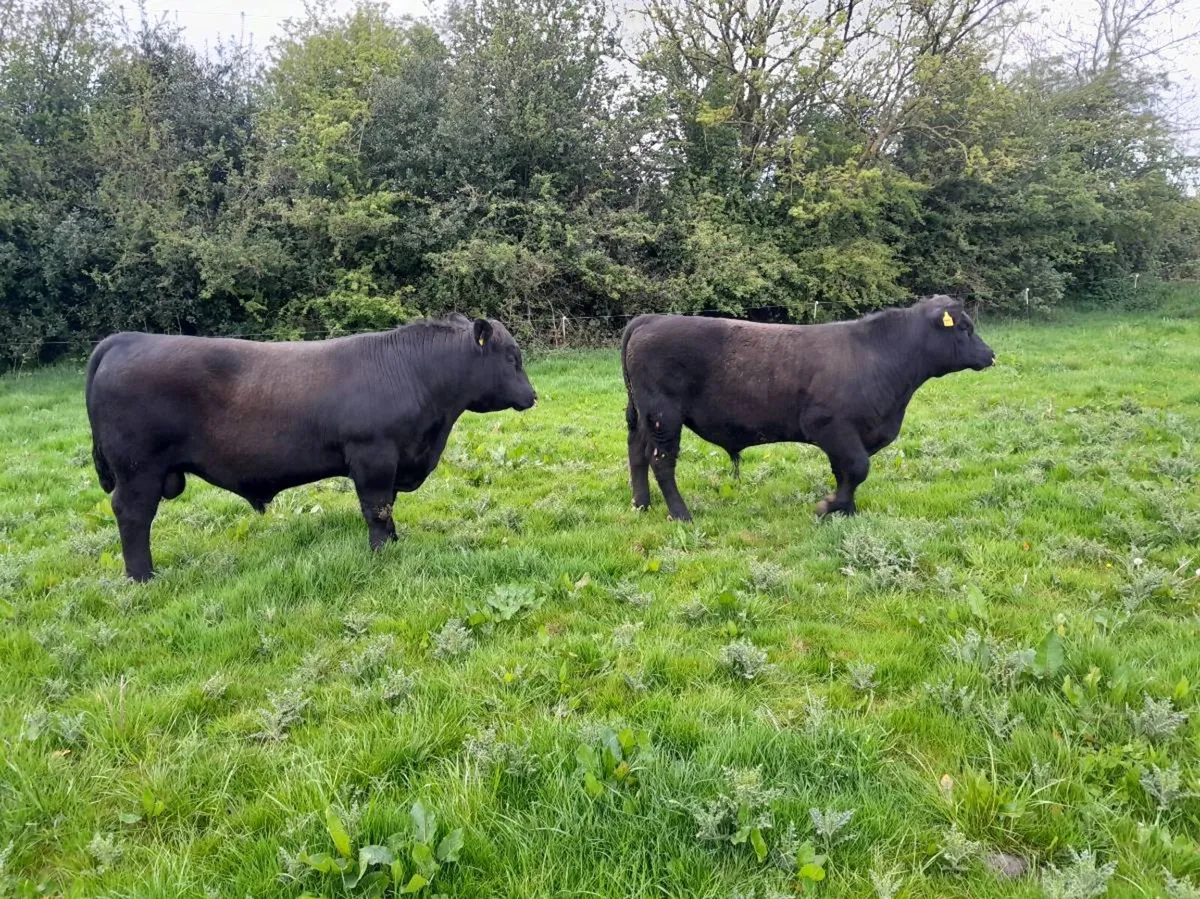 Angus Bulls - Image 3