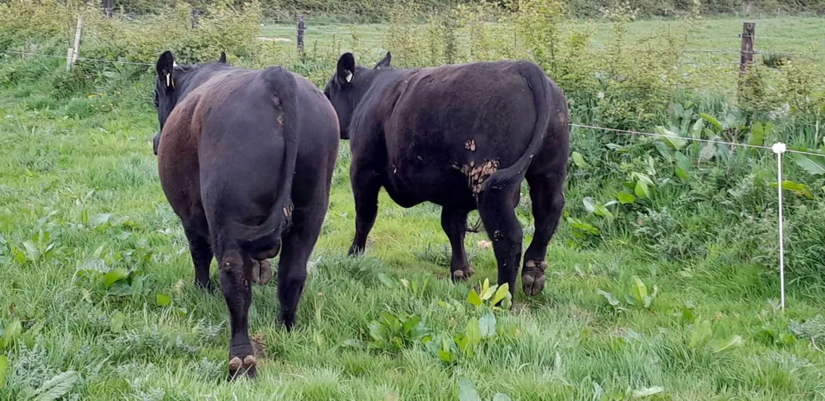 Angus Bulls - Image 4