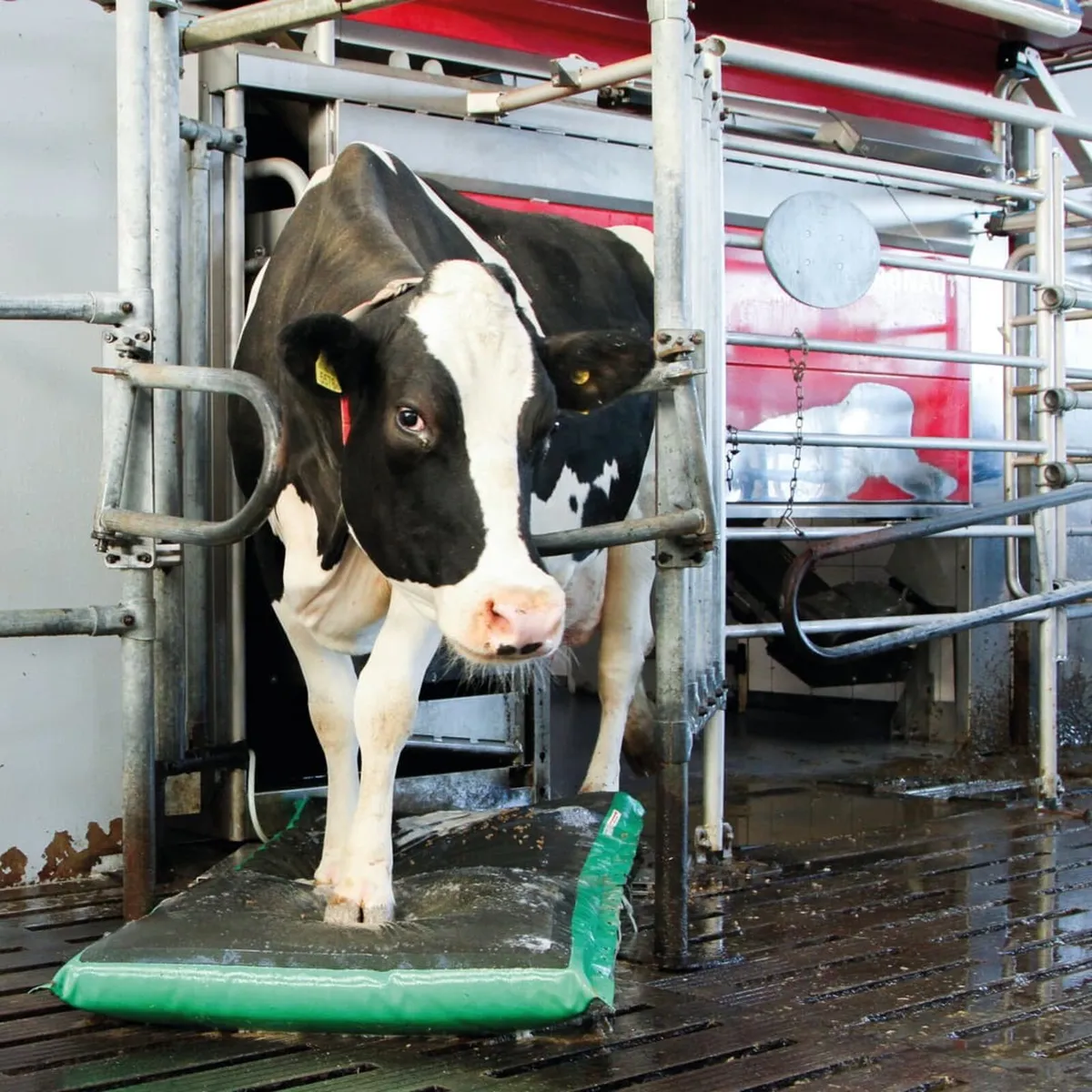Ms Auto Hoof Clean walk through mat Milking room - Image 1