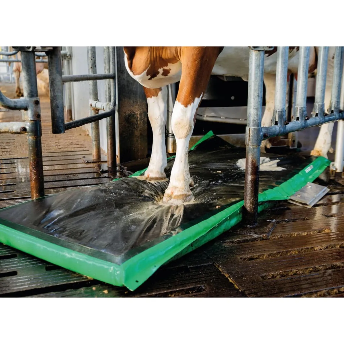 Ms Auto Hoof Clean walk through mat Milking room - Image 2