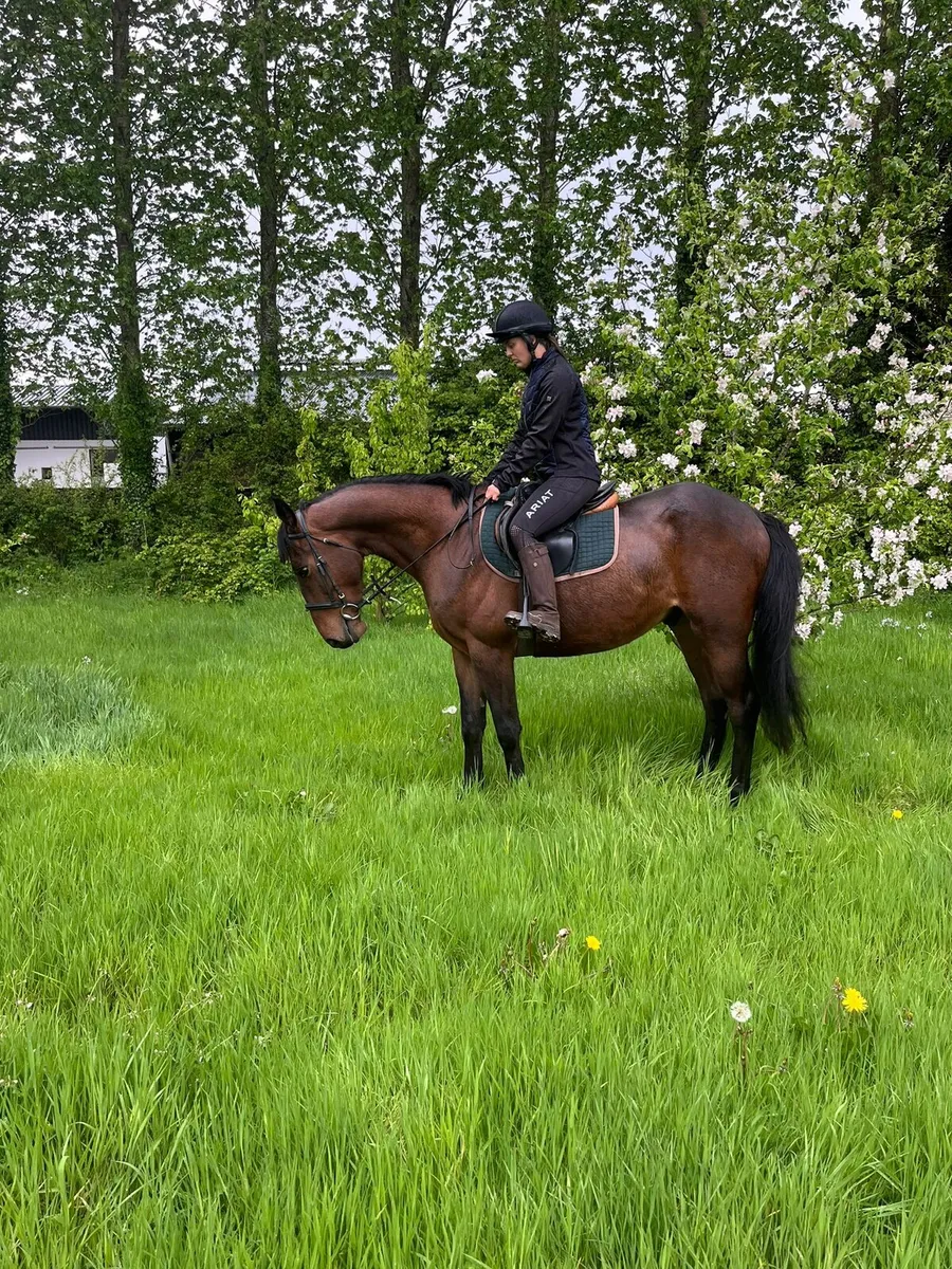 ISH Bay Gelding - Image 4
