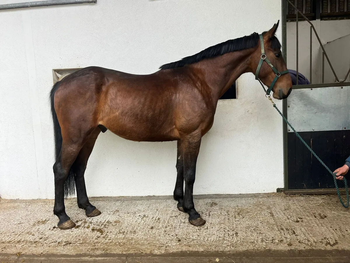 ISH Bay Gelding - Image 1