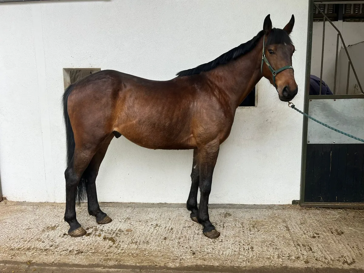 ISH Bay Gelding - Image 2