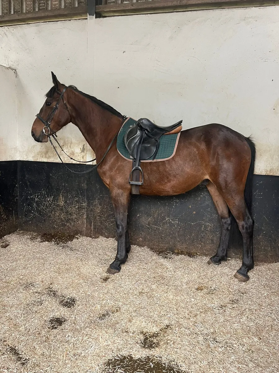 ISH Bay Gelding - Image 3