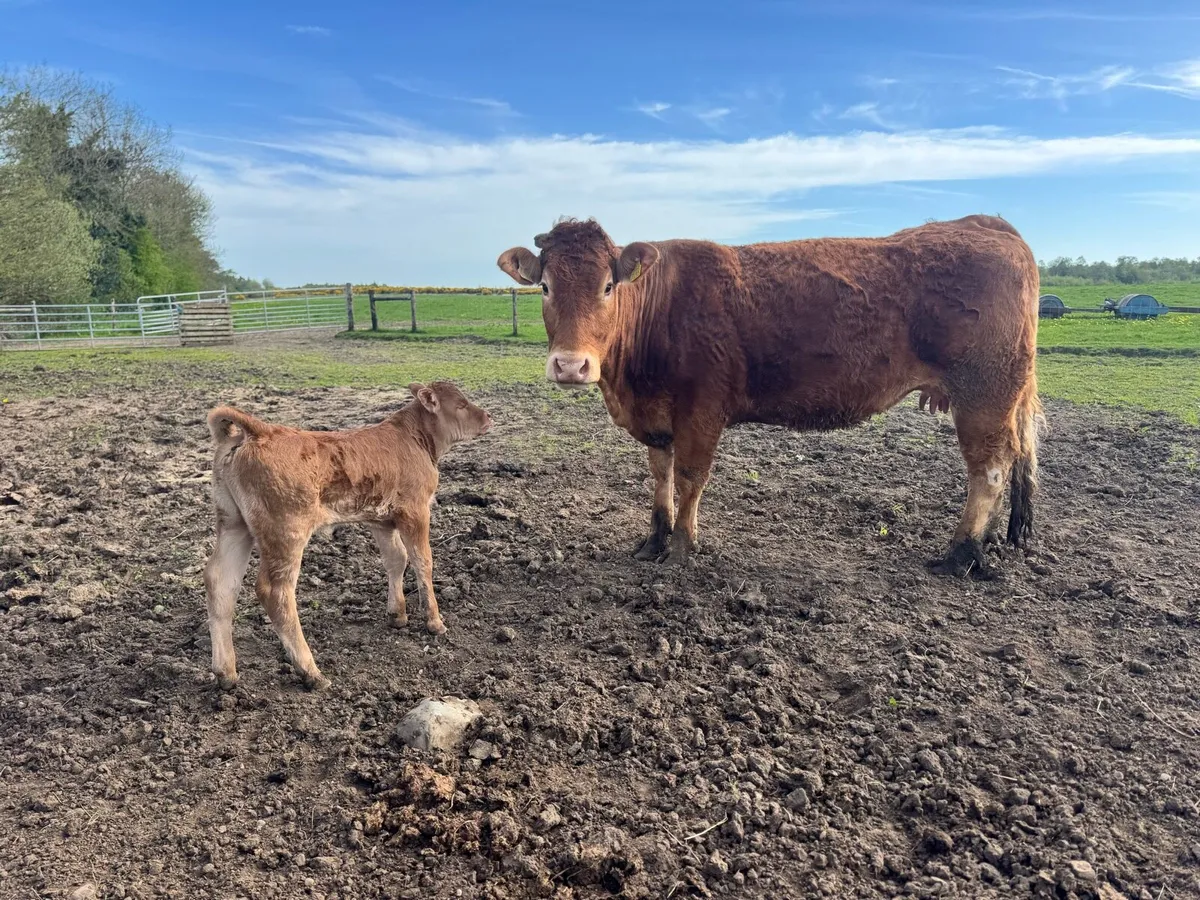 Springers & cows and calves - Image 1