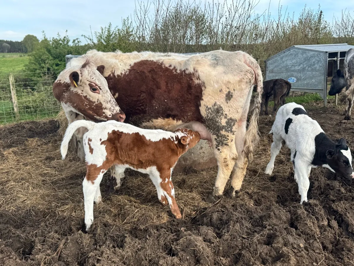 Springers & cows and calves - Image 2