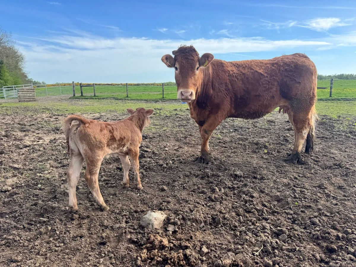Springers & cows and calves - Image 3