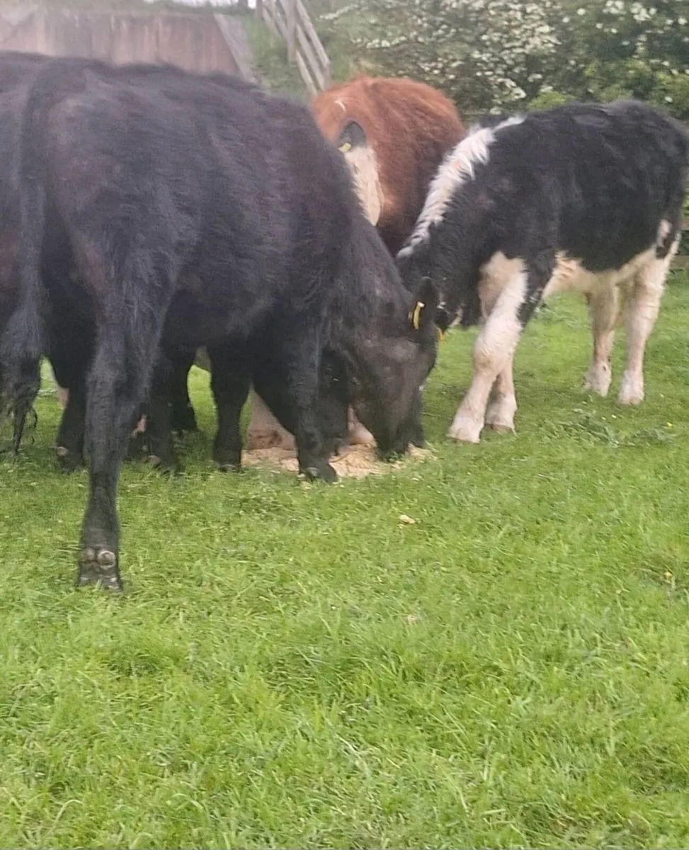 6 Store Bullocks - Image 2