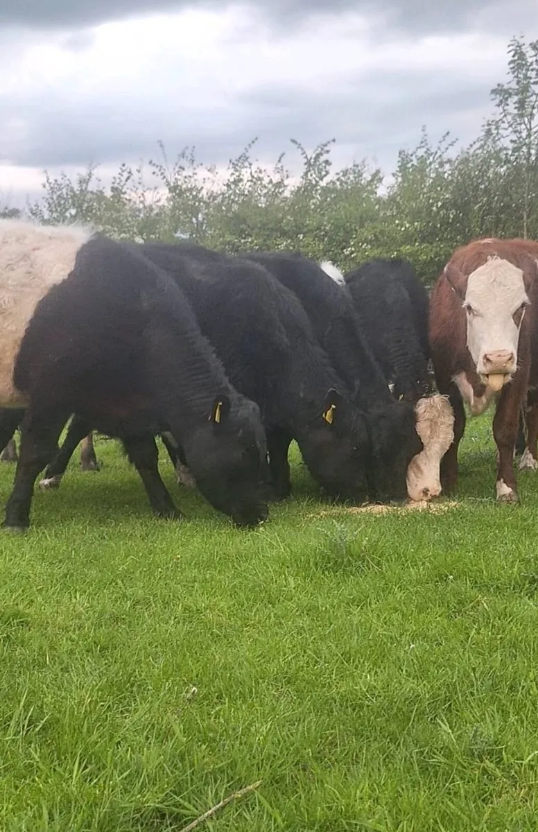 6 Store Bullocks - Image 1