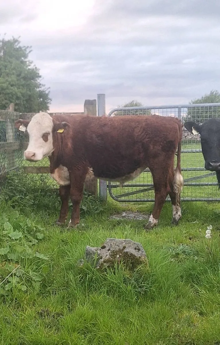 6 Store Bullocks - Image 3