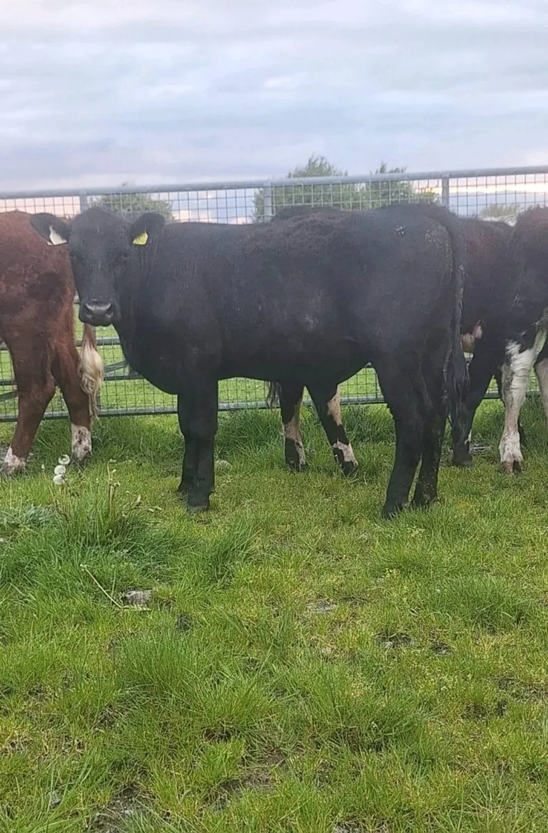 6 Store Bullocks - Image 4