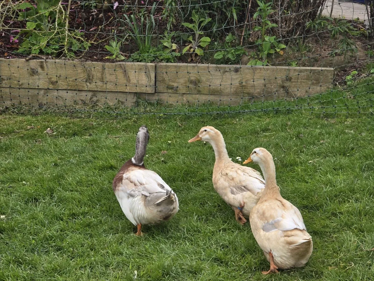 Saxony duck and drake , welsummer Rooster - Image 2