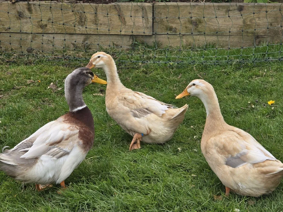 Saxony duck and drake , welsummer Rooster - Image 3