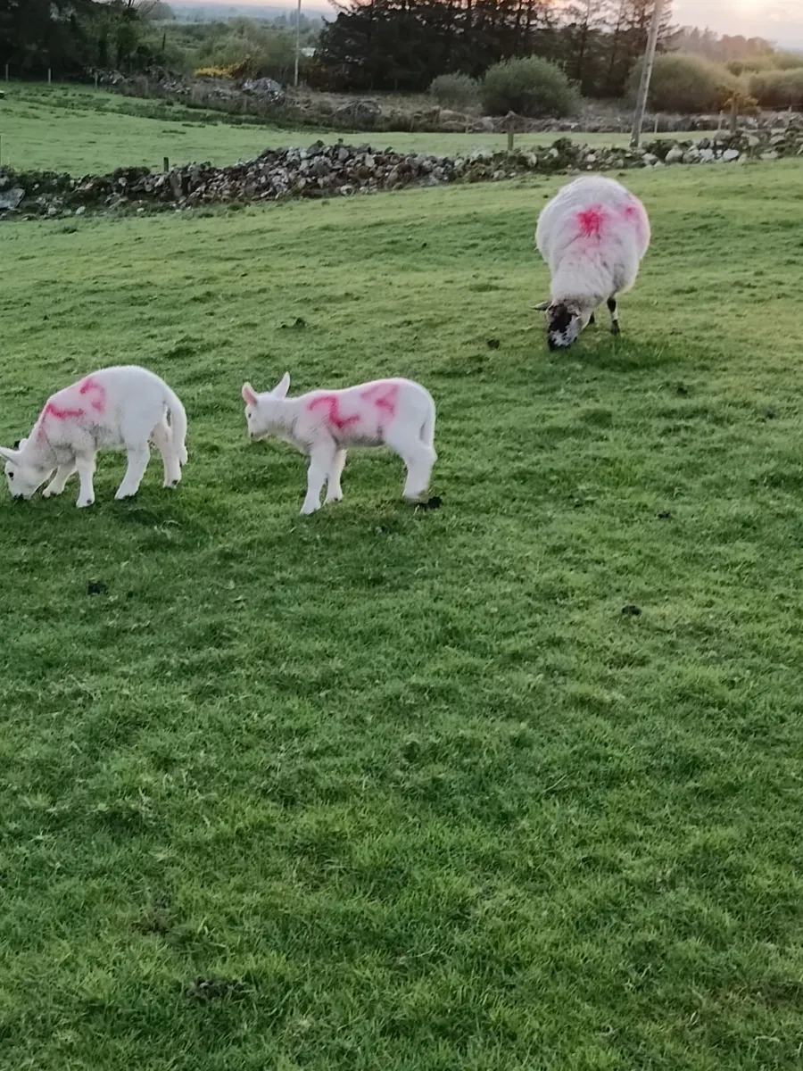 Sheep and lambs - Image 4