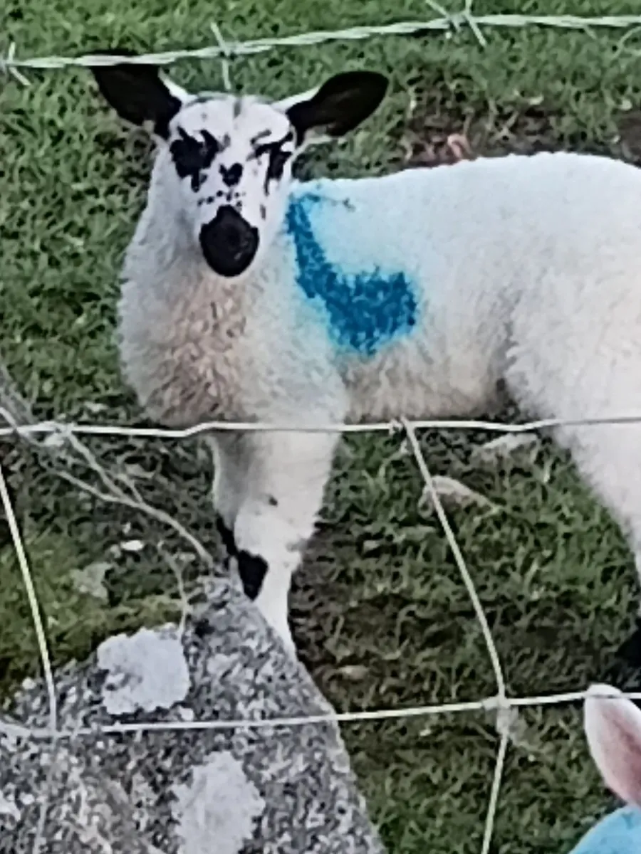 Sheep and lambs - Image 1
