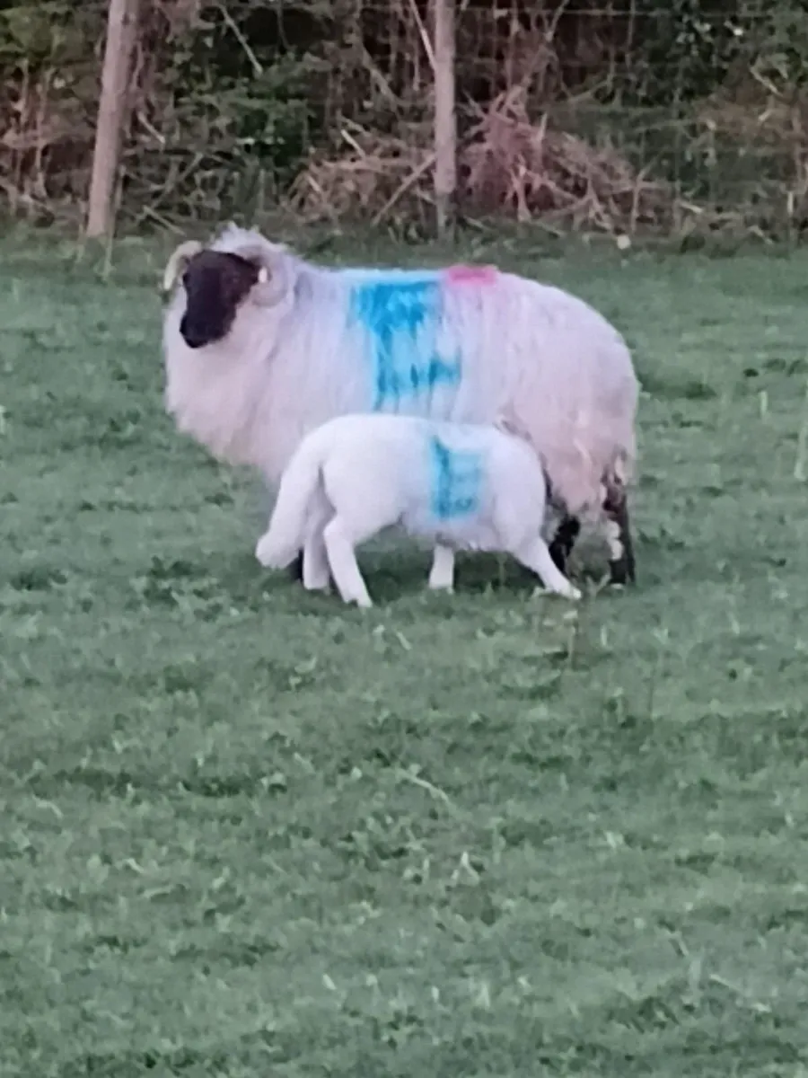 Sheep and lambs - Image 2