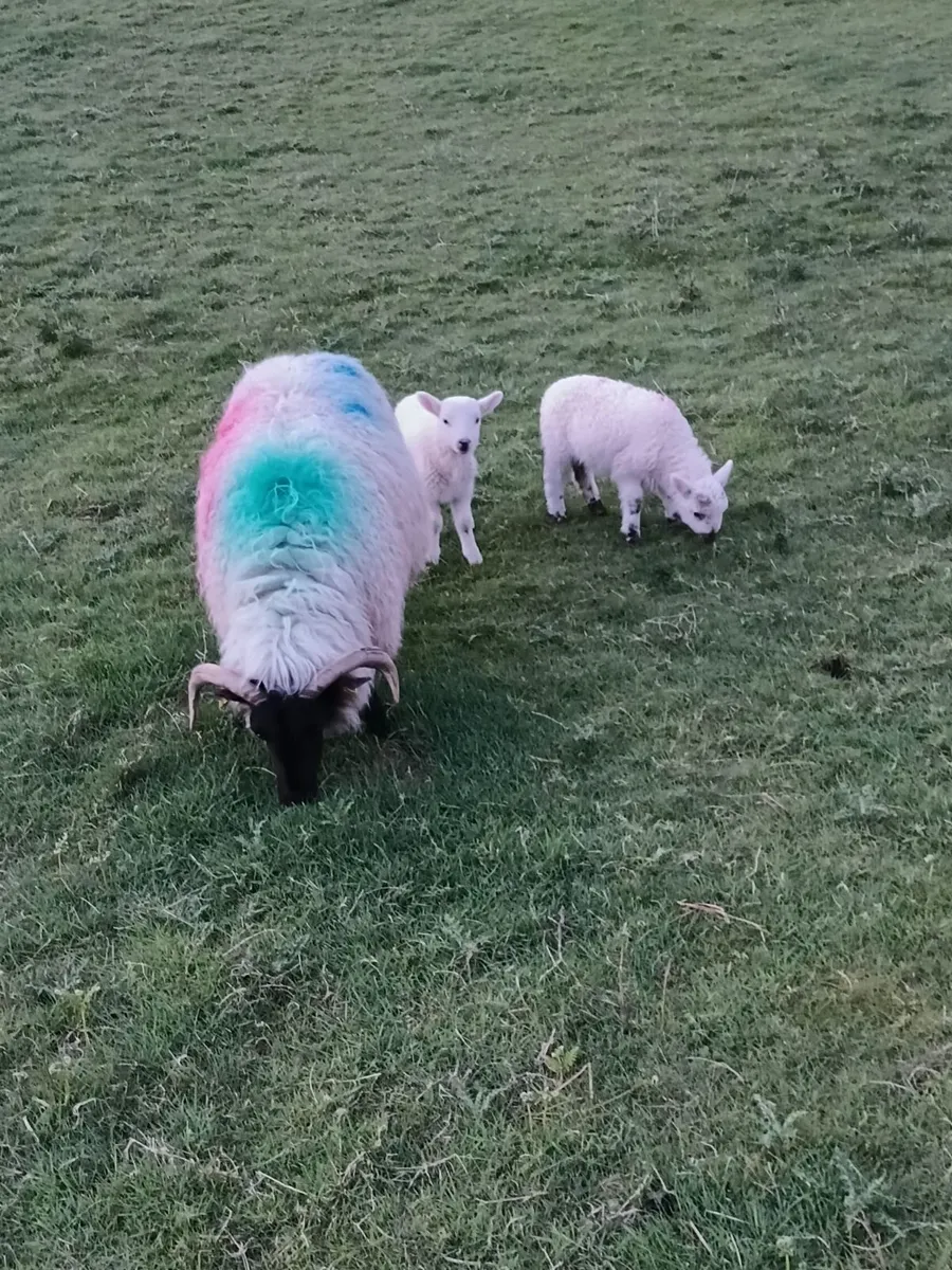 Sheep and lambs - Image 3