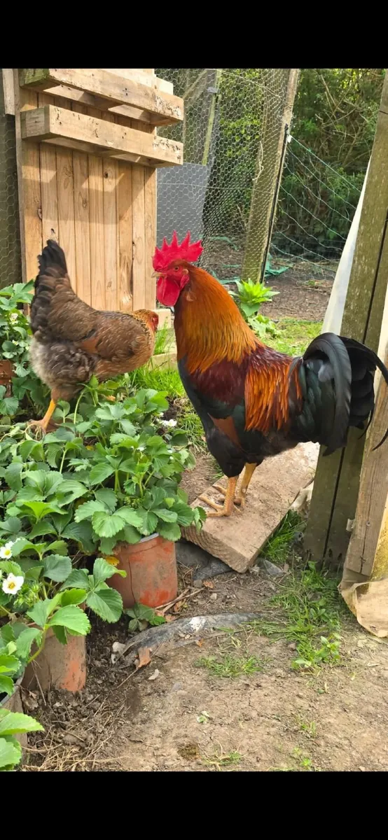 Saxony duck and drake , welsummer Rooster - Image 4