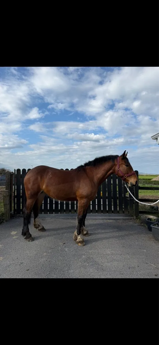 Horse - Image 1