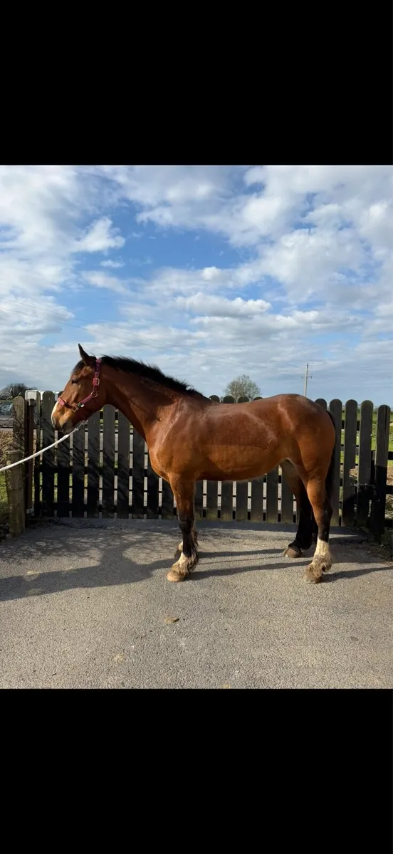 Horse - Image 2