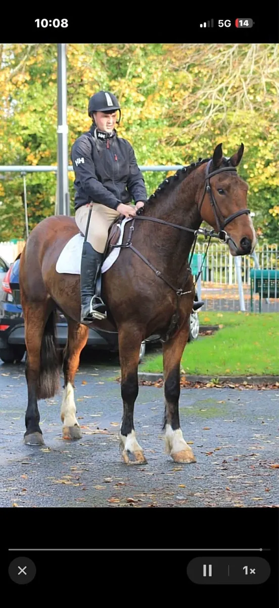 Horse - Image 4