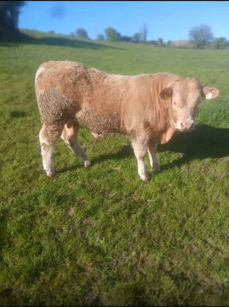 Weanling - Image 2