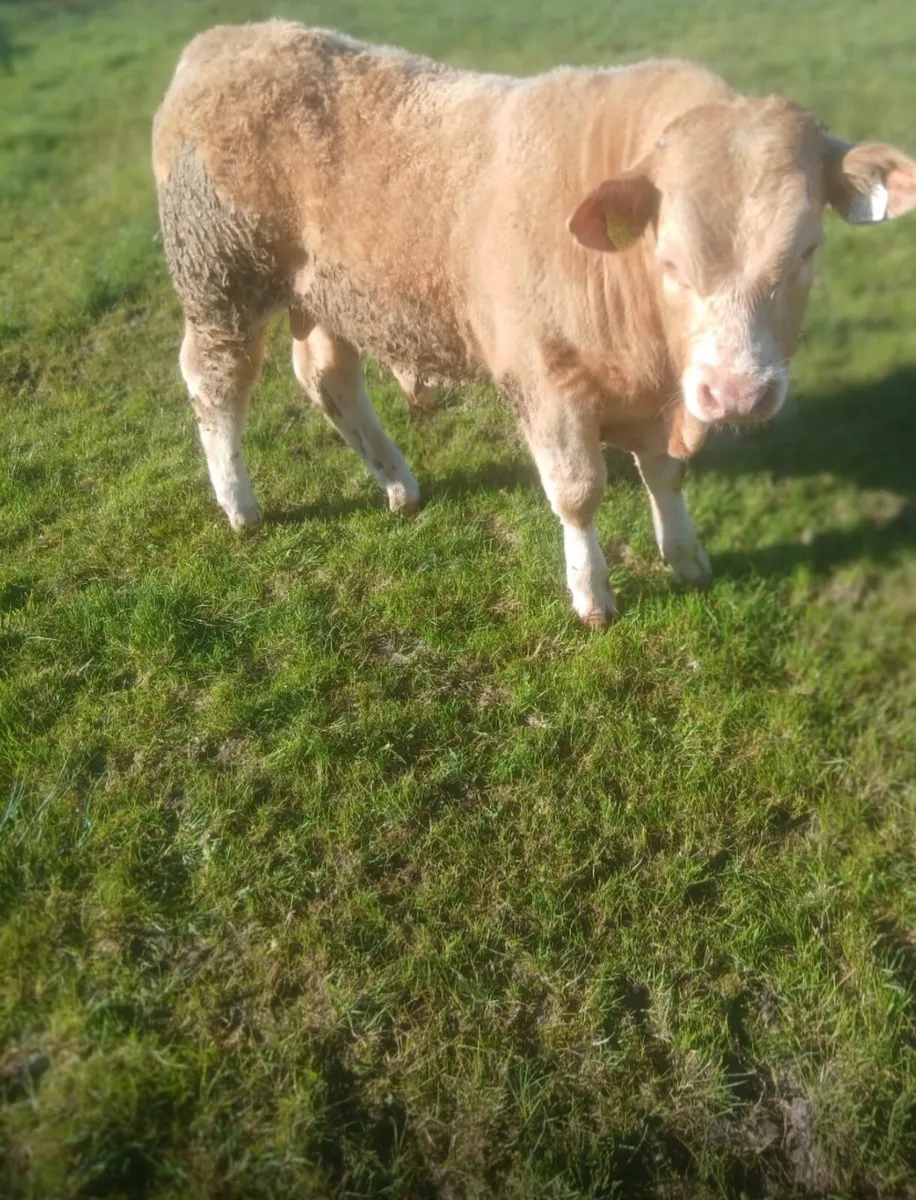 Weanling - Image 3