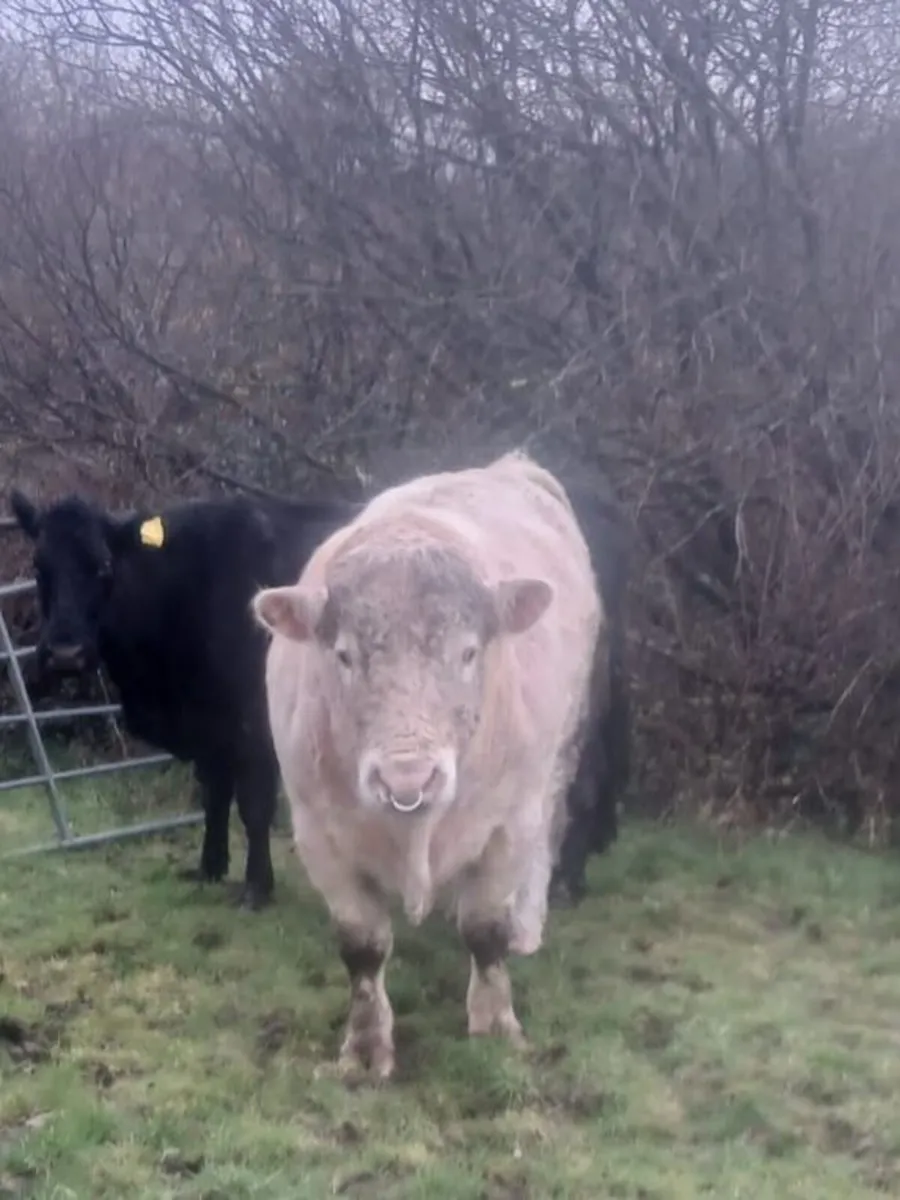 Charolais bull - Image 1