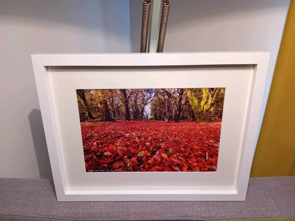 Ballyannon Woods, Midleton - Image 3