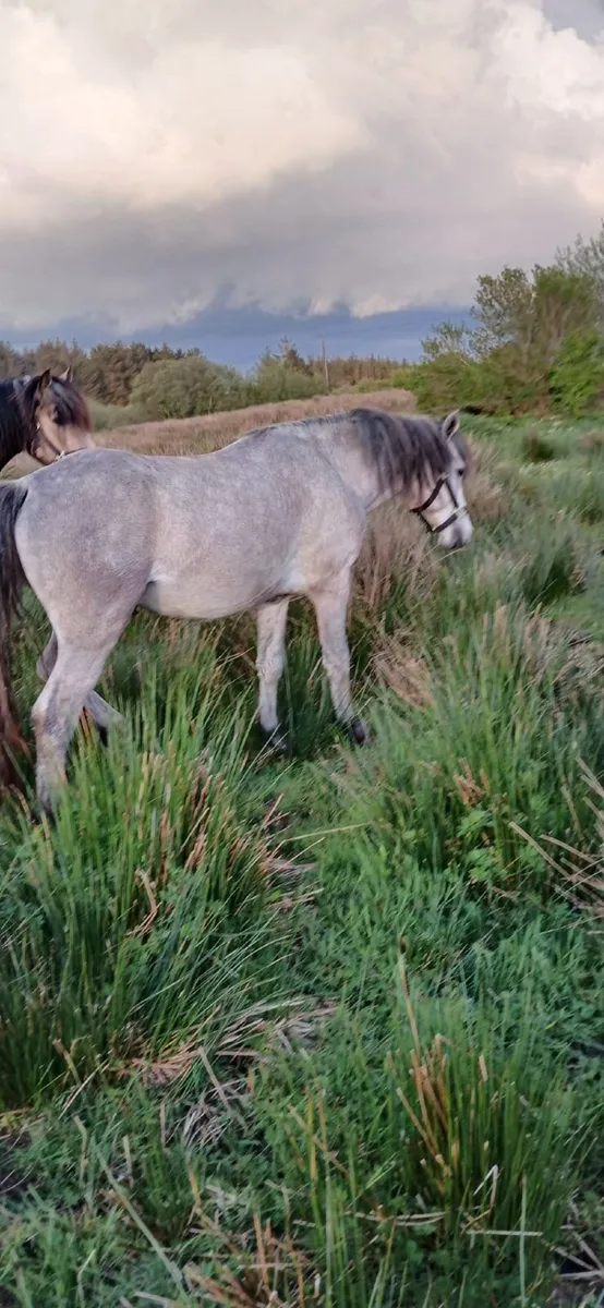 Connemara Pony - Image 2