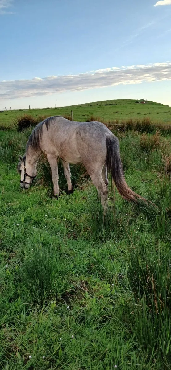 Connemara Pony - Image 3