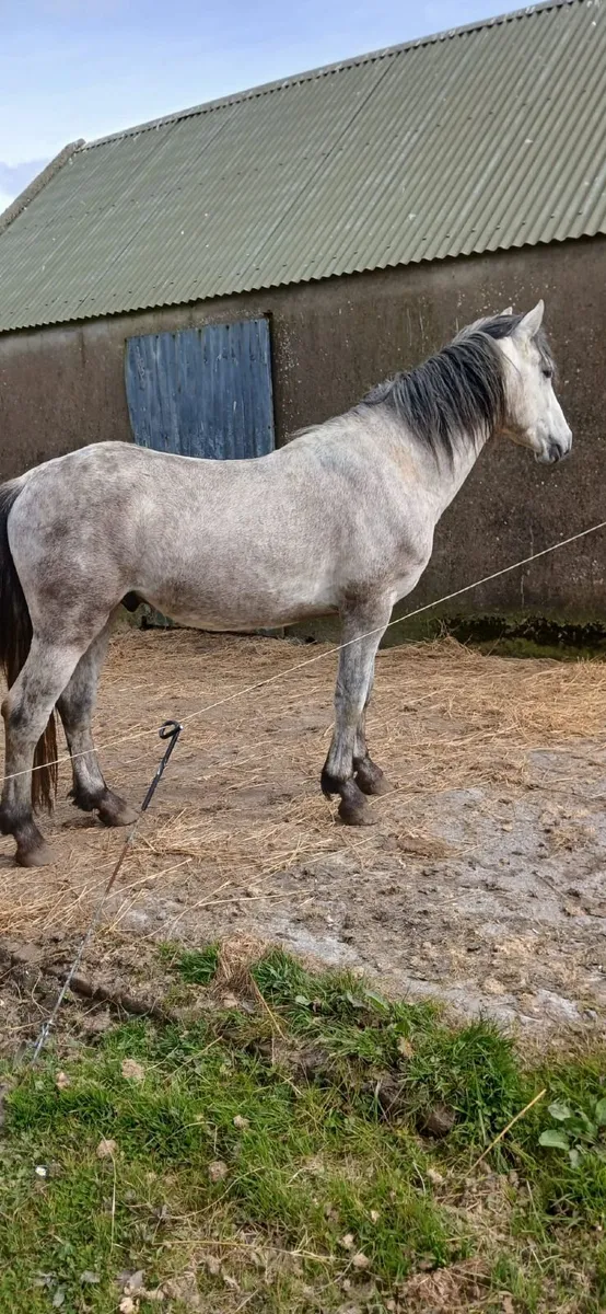 Connemara Pony - Image 4
