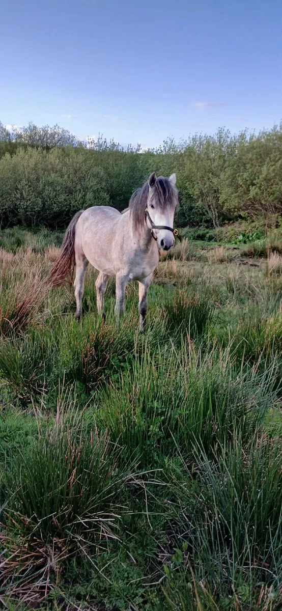 Connemara Pony - Image 1