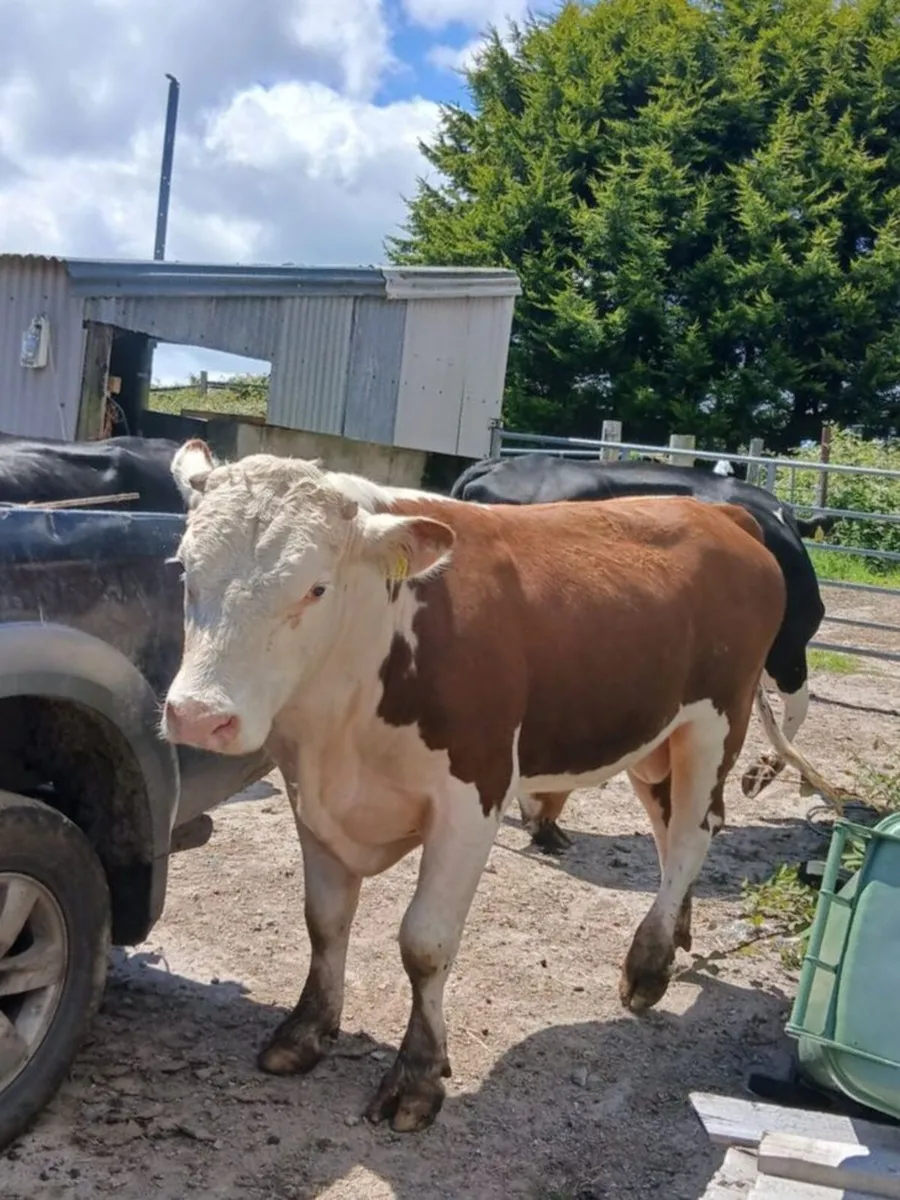 Charolais bull - Image 2