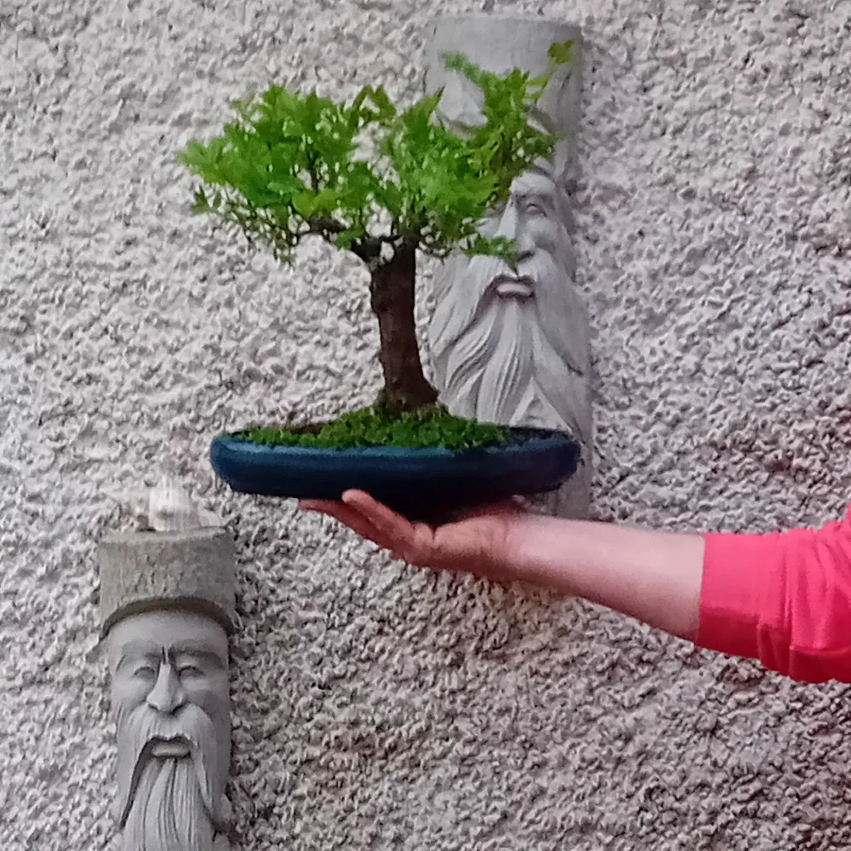 Bonsai - Image 4