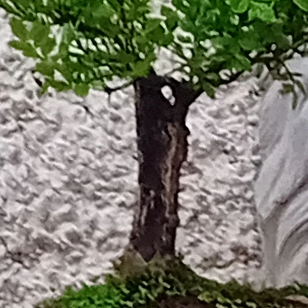 Bonsai - Image 3