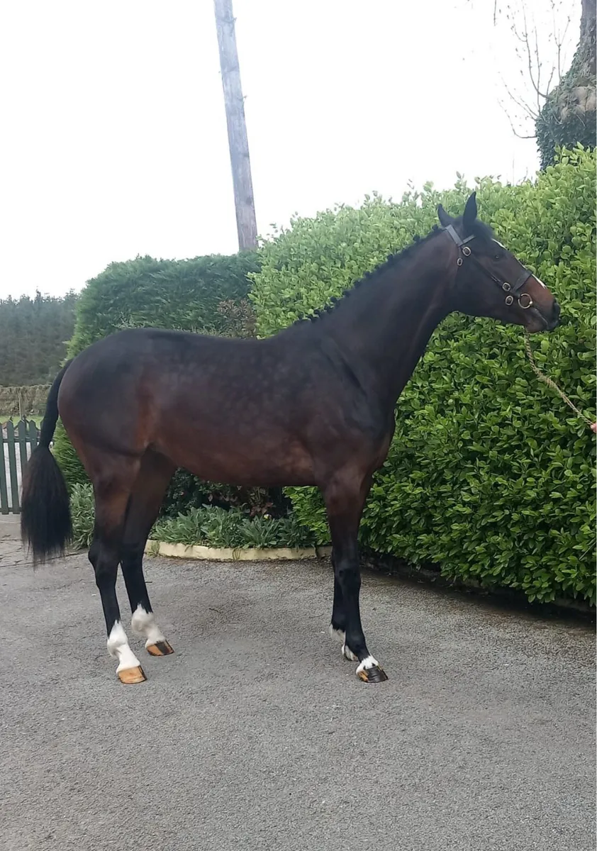 Future prospect Filly - Image 1