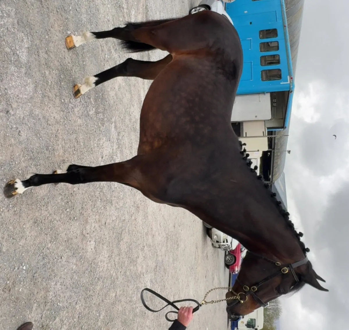 Future prospect Filly - Image 2