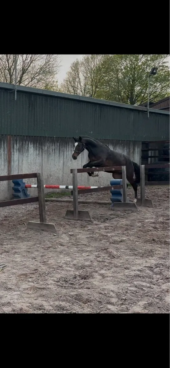 Future prospect Filly - Image 3