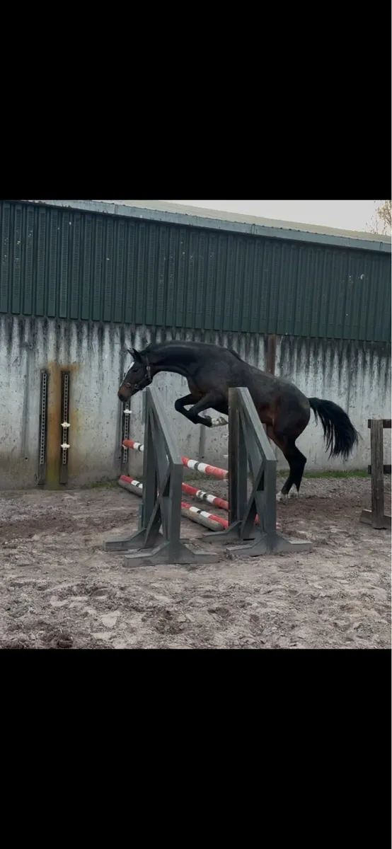 Future prospect Filly - Image 4