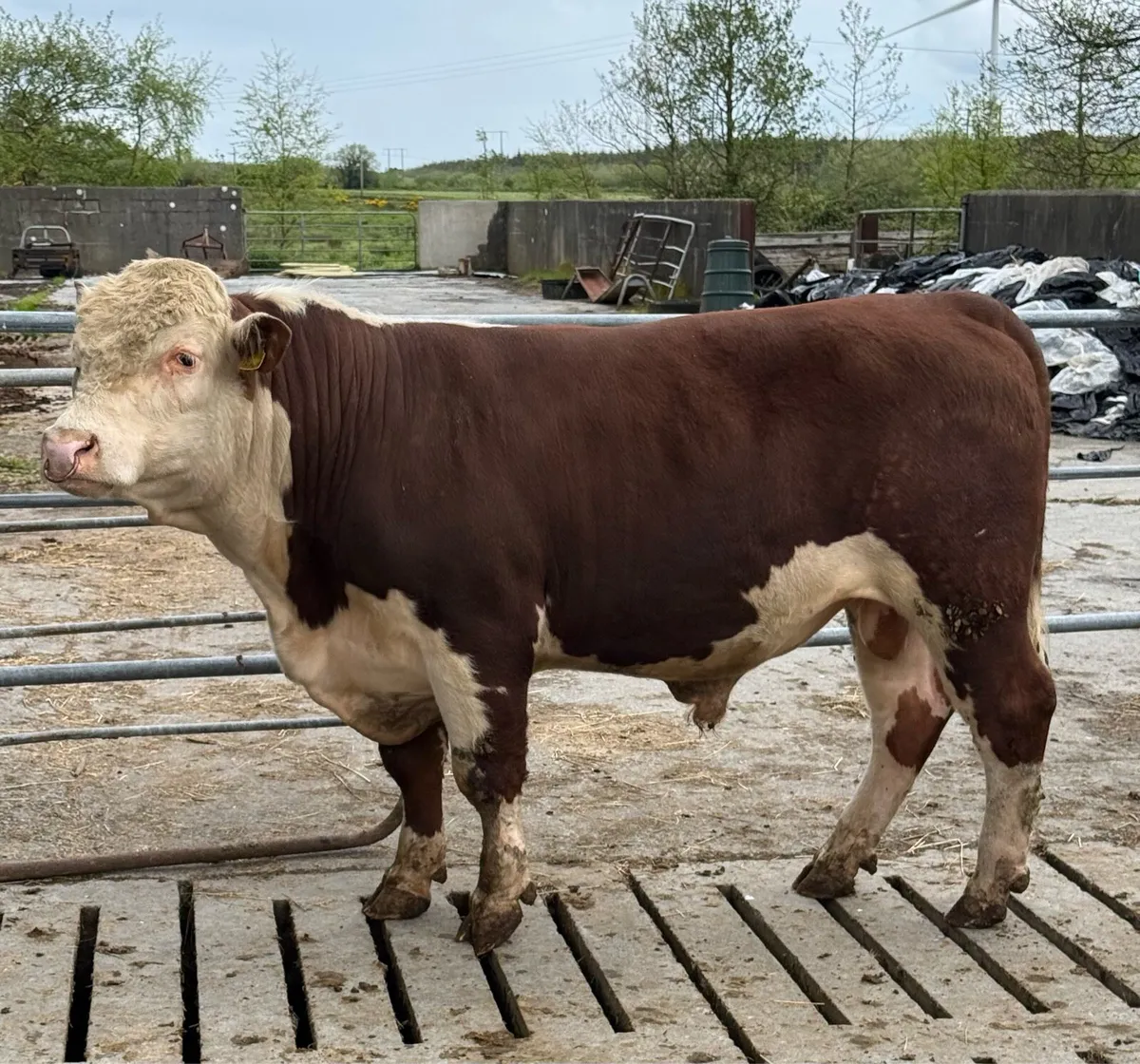 Hereford Bulls PBR - Image 1