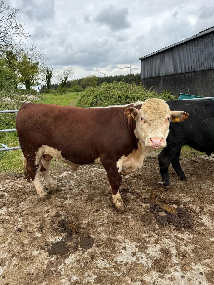 Hereford Bulls PBR - Image 2