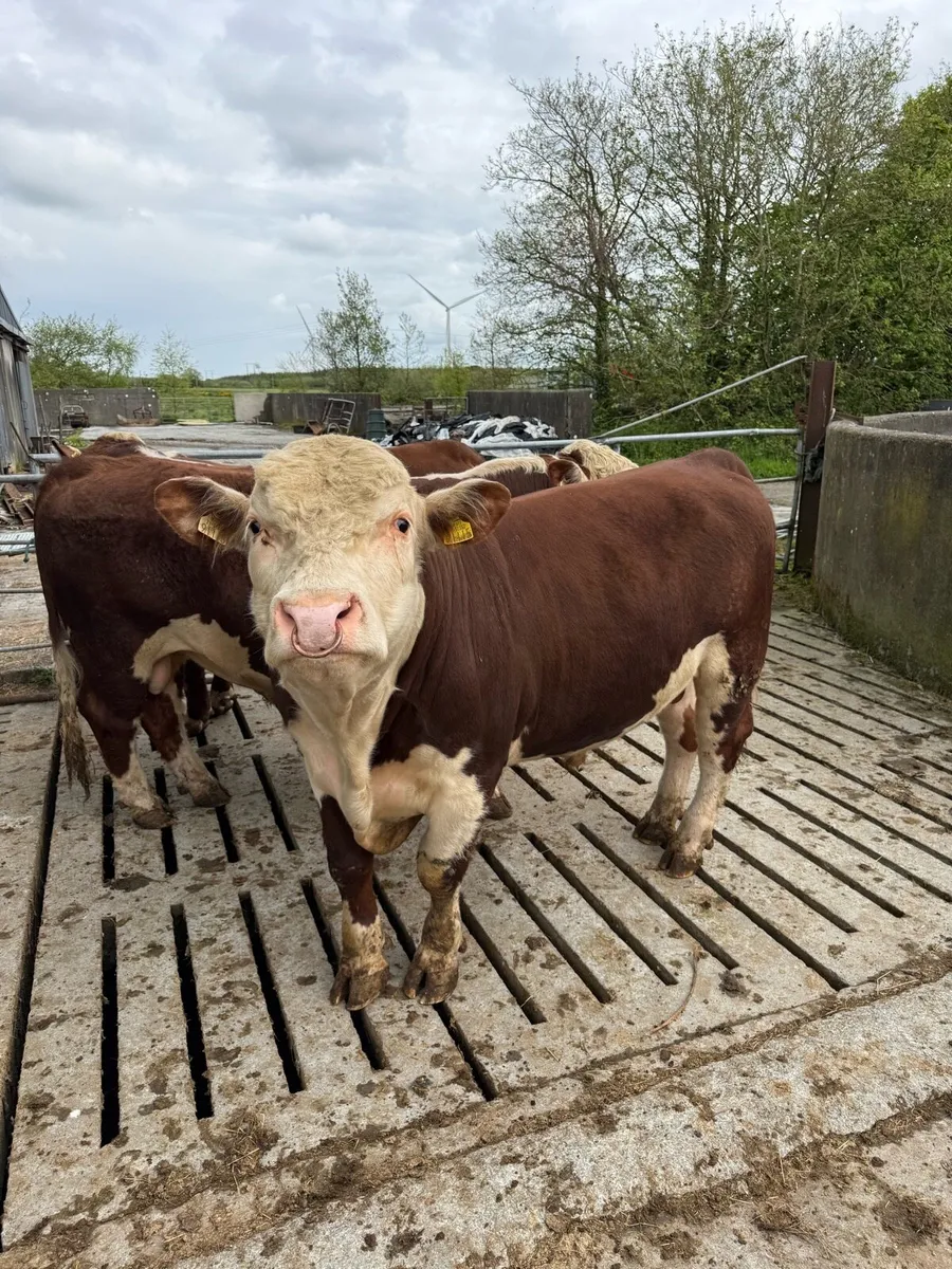 Hereford Bulls PBR - Image 3