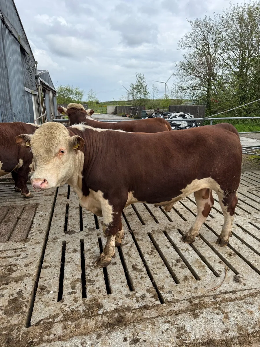 Hereford Bulls PBR - Image 4